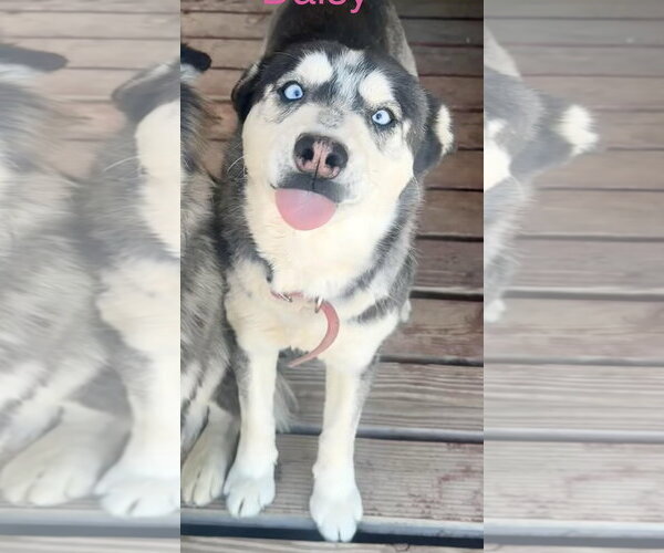 Medium Photo #2 Siberian Husky Puppy For Sale in Chandler, AZ, USA