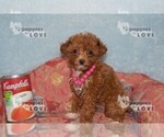 Small Photo #2 Poodle (Toy) Puppy For Sale in SANGER, TX, USA