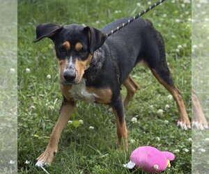 MOLLY - Female Mutt Dog for Adoption - Photo #4