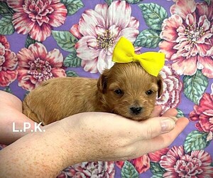 YorkiePoo Puppy for sale in WINNSBORO, LA, USA