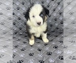 Small #9 Australian Shepherd