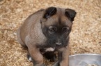 Small Photo #4 Belgian Malinois Puppy For Sale in ETOWAH, OK, USA