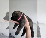 Puppy Puppy 5 German Shepherd Dog