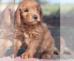 Small Photo #3 Australian Labradoodle Puppy For Sale in RIVERSIDE, CA, USA