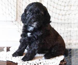 Cock-A-Poo Puppy for sale in NEW ENTRPRISE, PA, USA
