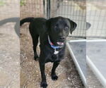 Small #1 Labrador Retriever