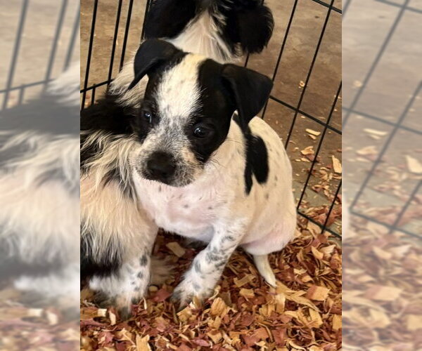 Medium Photo #2 Mutt Puppy For Sale in Grafton, WI, USA