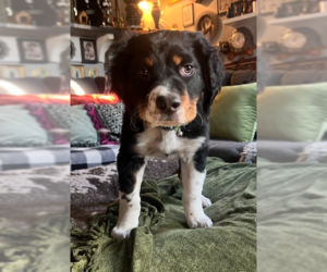 Bernese Mountain Dog Mix Dog for Adoption in Sandy, Utah USA