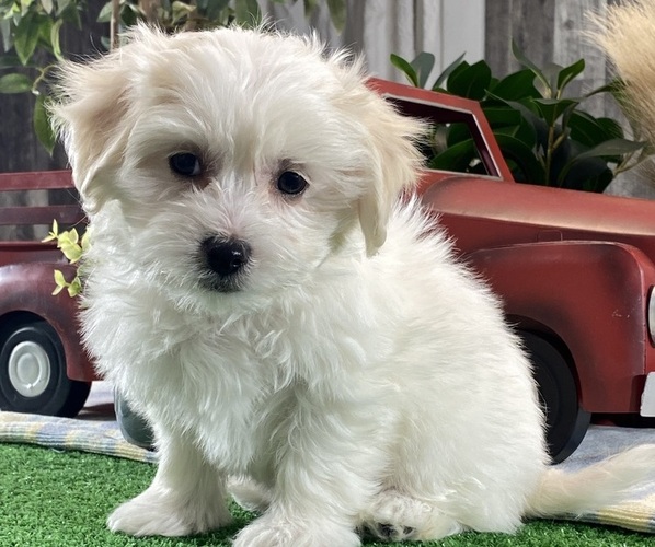 Medium Photo #3 Biton Puppy For Sale in CANOGA, NY, USA