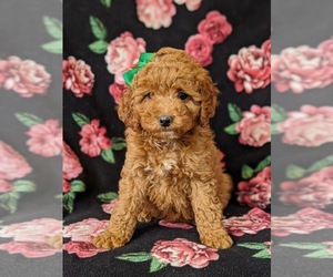 Irish Doodle Puppy for sale in PEACH BOTTOM, PA, USA