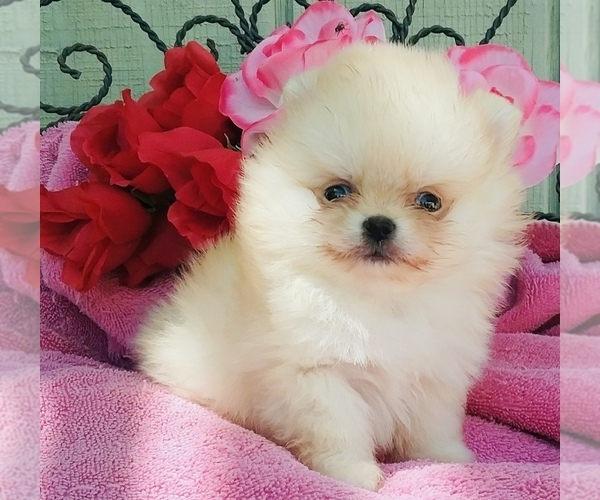 Medium Photo #1 Pomeranian Puppy For Sale in BEVERLY HILLS, CA, USA