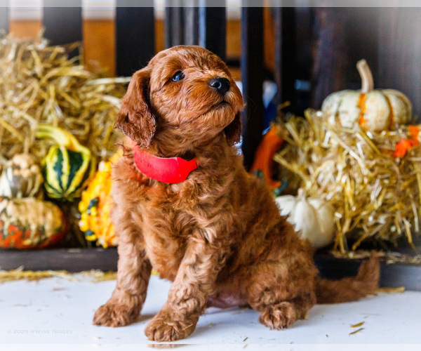 Medium Photo #9 Goldendoodle-Poodle (Miniature) Mix Puppy For Sale in WAKARUSA, IN, USA