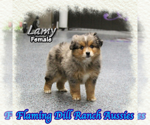 Miniature Australian Shepherd Puppy for sale in FORESTBURG, TX, USA