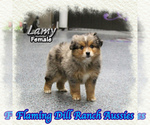 Image preview for Ad Listing. Nickname: Lamy