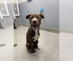 Labrador Retriever-Unknown Mix Dogs for adoption in Las Vegas, NV, USA