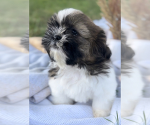 Shih Tzu Puppy for sale in NILES, MI, USA