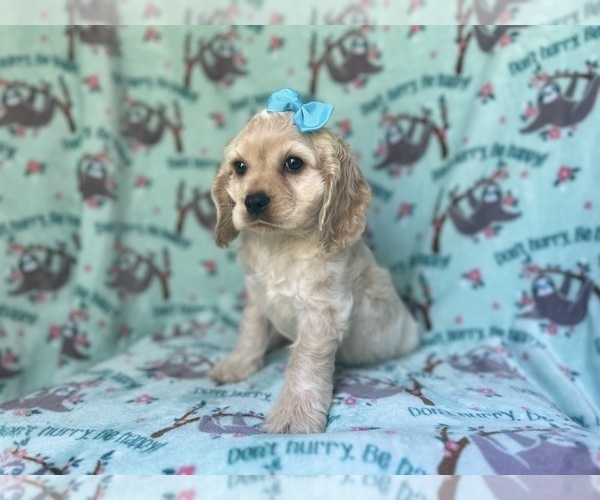 Medium Photo #8 Cocker Spaniel Puppy For Sale in LAKELAND, FL, USA