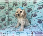 Small #7 Cocker Spaniel