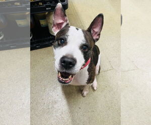 American Pit Bull Terrier-Labrador Retriever Mix Dogs for adoption in Princeton, MN, USA
