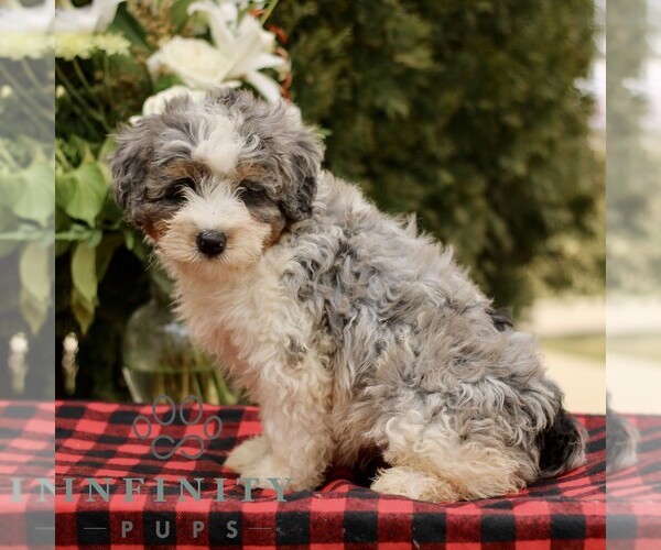 Medium Photo #3 Bernedoodle (Miniature) Puppy For Sale in LEOLA, PA, USA