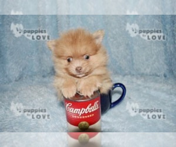 Medium Photo #16 Pomeranian Puppy For Sale in SANGER, TX, USA