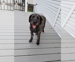 Small Photo #1 Labradoodle Puppy For Sale in CHICAGO, IL, USA