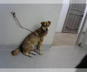 Labrador Retriever-Unknown Mix Dogs for adoption in Pasadena, TX, USA