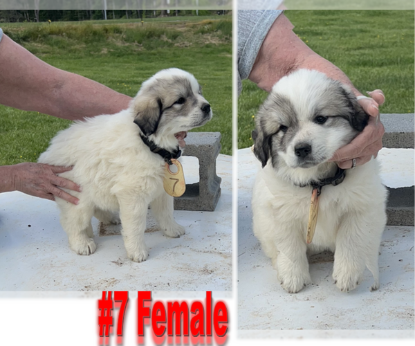 Medium Photo #5 Great Pyrenees Puppy For Sale in RUTHER GLEN, VA, USA