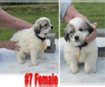 Small Photo #5 Great Pyrenees Puppy For Sale in RUTHER GLEN, VA, USA