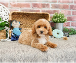 Small #7 Poodle (Miniature)