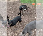 Small #7 American Pit Bull Terrier Mix
