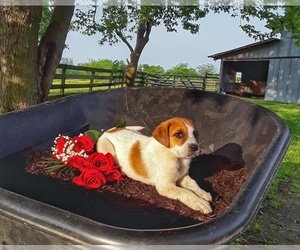 Beagle-Miniature Australian Shepherd Mix Puppy for Sale in GUTHRIE, Kentucky USA