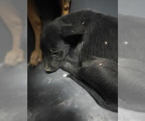 Mutt Dogs for adoption in Bakersfield, CA, USA