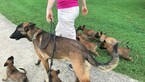 Small Photo #6 Belgian Malinois Puppy For Sale in WEST PLAINS, MO, USA