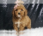 Puppy Zelda AKC Poodle (Miniature)