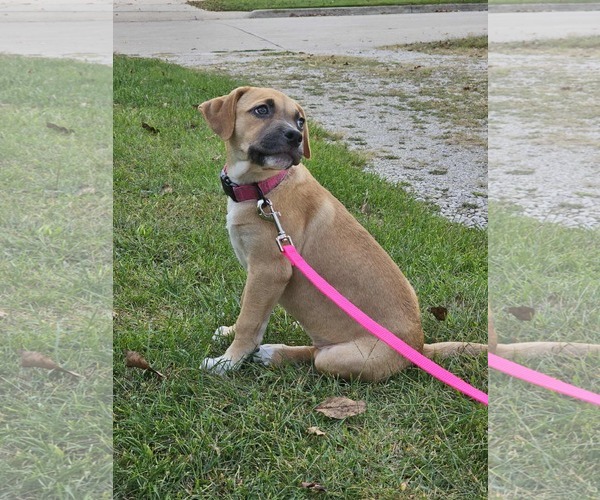 Medium Photo #3 Mutt Puppy For Sale in Waterloo, IA, USA