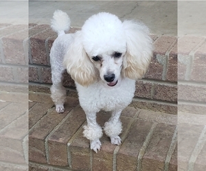 Mother of the Poodle (Toy) puppies born on 03/05/2025
