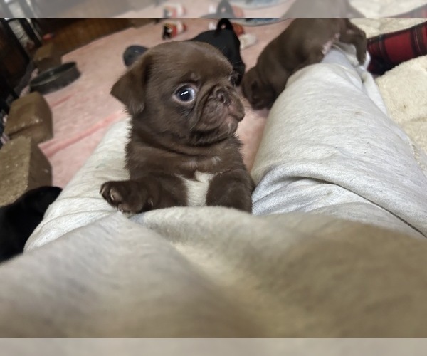 Medium Photo #13 Pug Puppy For Sale in BLOOMINGTON, IL, USA
