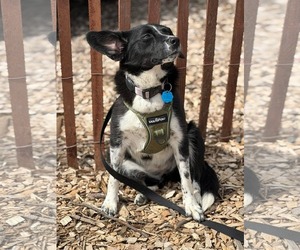 Collie-Unknown Mix Dogs for adoption in Westwood, NJ, USA