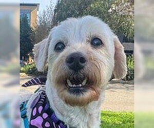 Gigi - Female Havanese Dog for Adoption - Photo #4