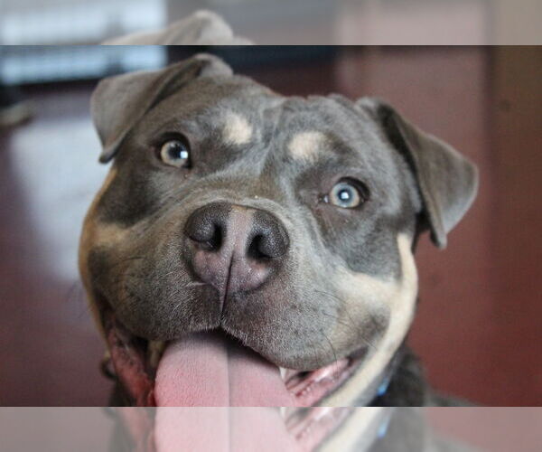 Medium Photo #1 Mutt Puppy For Sale in Chestertown, MD, USA