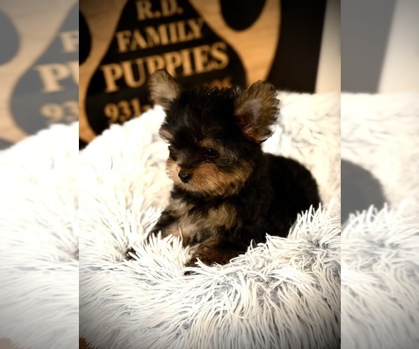 Medium Photo #4 Yorkshire Terrier Puppy For Sale in CROSSVILLE, TN, USA