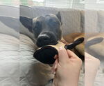 Small #9 German Shepherd Dog Mix