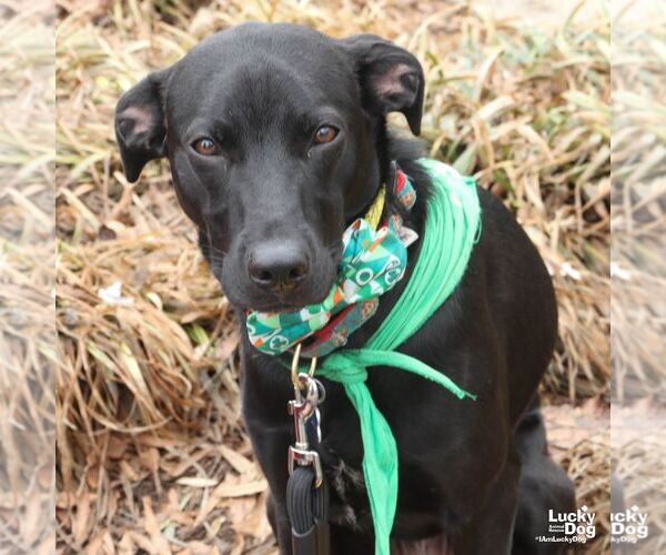 Medium Photo #10 Labrador Retriever-Retriever  Mix Puppy For Sale in Washington, DC, USA