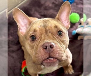 Bulldog-Unknown Mix Dogs for adoption in Jefferson, WI, USA