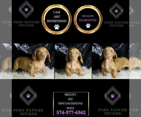 Medium Photo #35 Dachshund Puppy For Sale in WARSAW, IN, USA