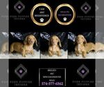 Small Photo #35 Dachshund Puppy For Sale in WARSAW, IN, USA