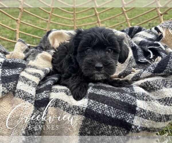Medium Photo #18 Havapoo Puppy For Sale in NIANGUA, MO, USA