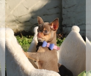 Chihuahua Puppy for sale in SAN JOSE, CA, USA