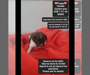 Poodle (Toy)-Zuchon Mix Puppy for sale in TUCSON, AZ, USA